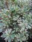 Preview: Pieris japonica Little Heath1